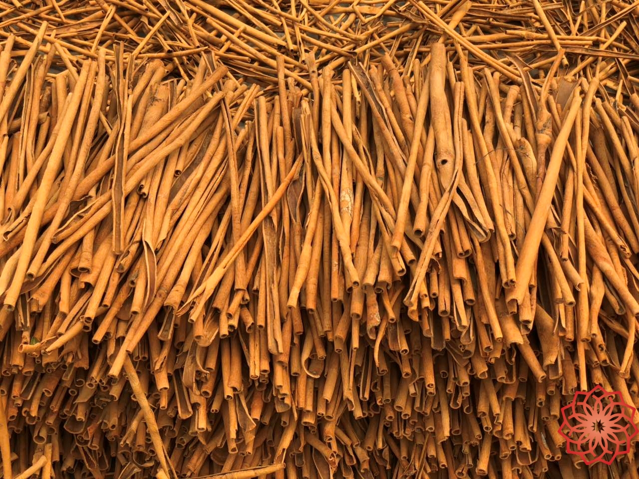 countries producing cassia
